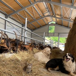 Ceranesi, la mamma allevatrice di capre: "Aspetto i politici in stalla"