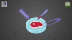 Coldiretti: "Carne sintetica un fallimento, negli Usa resta invenduta, no al cibo artificiale"