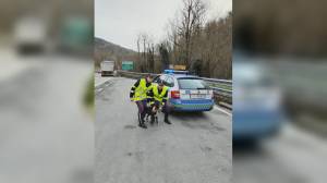 Genova, cane scappa da casa e finisce in autostrada: salvato dalla polizia stradale