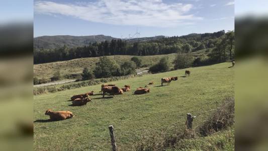 Liguria, zootecnia: sostegno della Regione agli allevatori in difficoltà