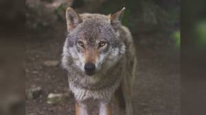 Genova: lupo "confidente" intercettato a Bolzaneto e riportato nel suo ambiente naturale