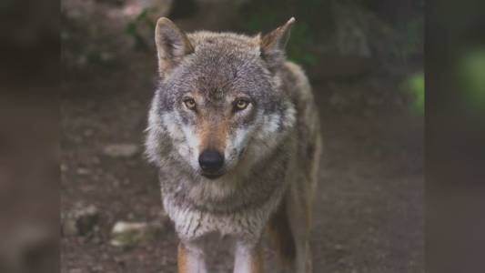Genova: lupo "confidente" intercettato a Bolzaneto e riportato nel suo ambiente naturale