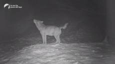 Liguria, allarme lupo: Regione monitora popolazione dei predatori