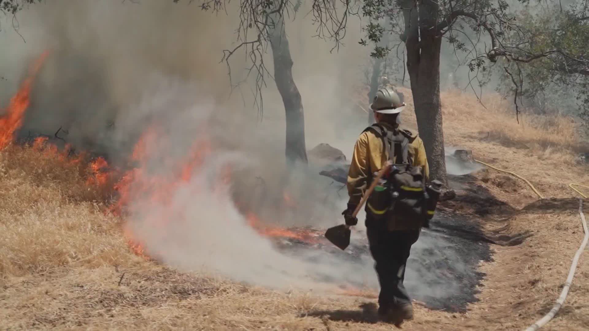 Liguria, nel 2023 meno incendi boschivi ma più lupi. I carabinieri forestali: "Animali con un duplice effetto positivo"