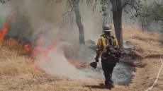 Liguria, nel 2023 meno incendi boschivi ma più lupi. I carabinieri forestali: "Animali con un duplice effetto positivo"