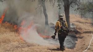 Liguria, nel 2023 meno incendi boschivi ma più lupi. I carabinieri forestali: "Animali con un duplice effetto positivo"