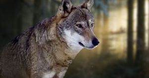 Sassello, un lupo "curioso" immortalato dalle telecamere nella veranda di una casa (VIDEO)