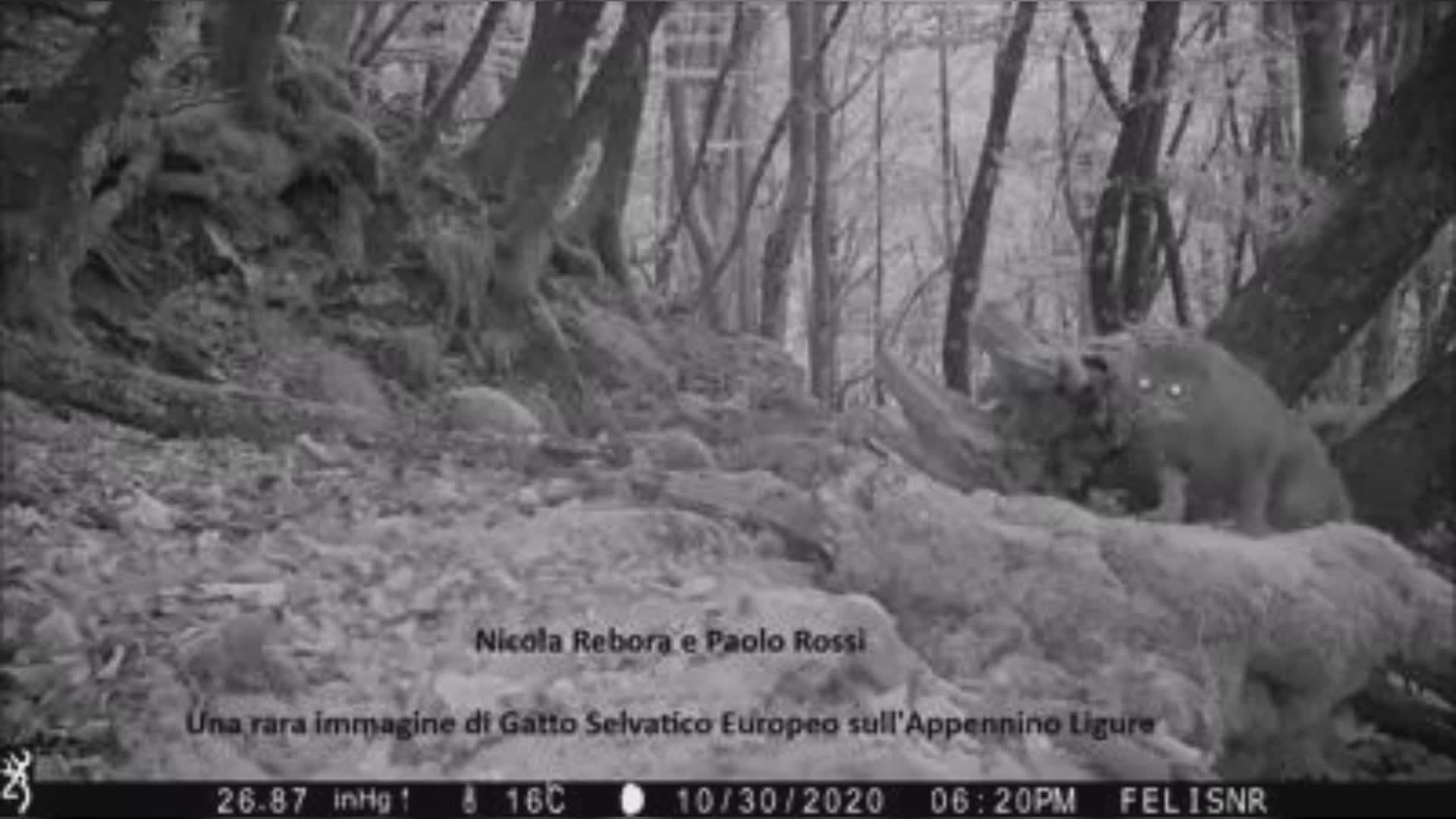 Liguria: gatto selvatico, un documentario sul felino ricomparso nei nostri boschi