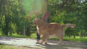 Il comitato 'voce cani Genova': "Chiediamo qualche spazio nelle aree verdi per i nostri amici a quattro zampe"