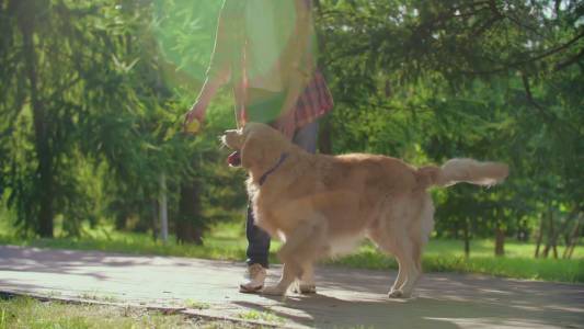 Il comitato 'voce cani Genova': "Chiediamo qualche spazio nelle aree verdi per i nostri amici a quattro zampe"
