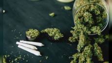 Genova, lite tra fidanzati in appartamento a Pontedecimo: la polizia perquisisce l'abitazione e scopre coltivazione di marijuana