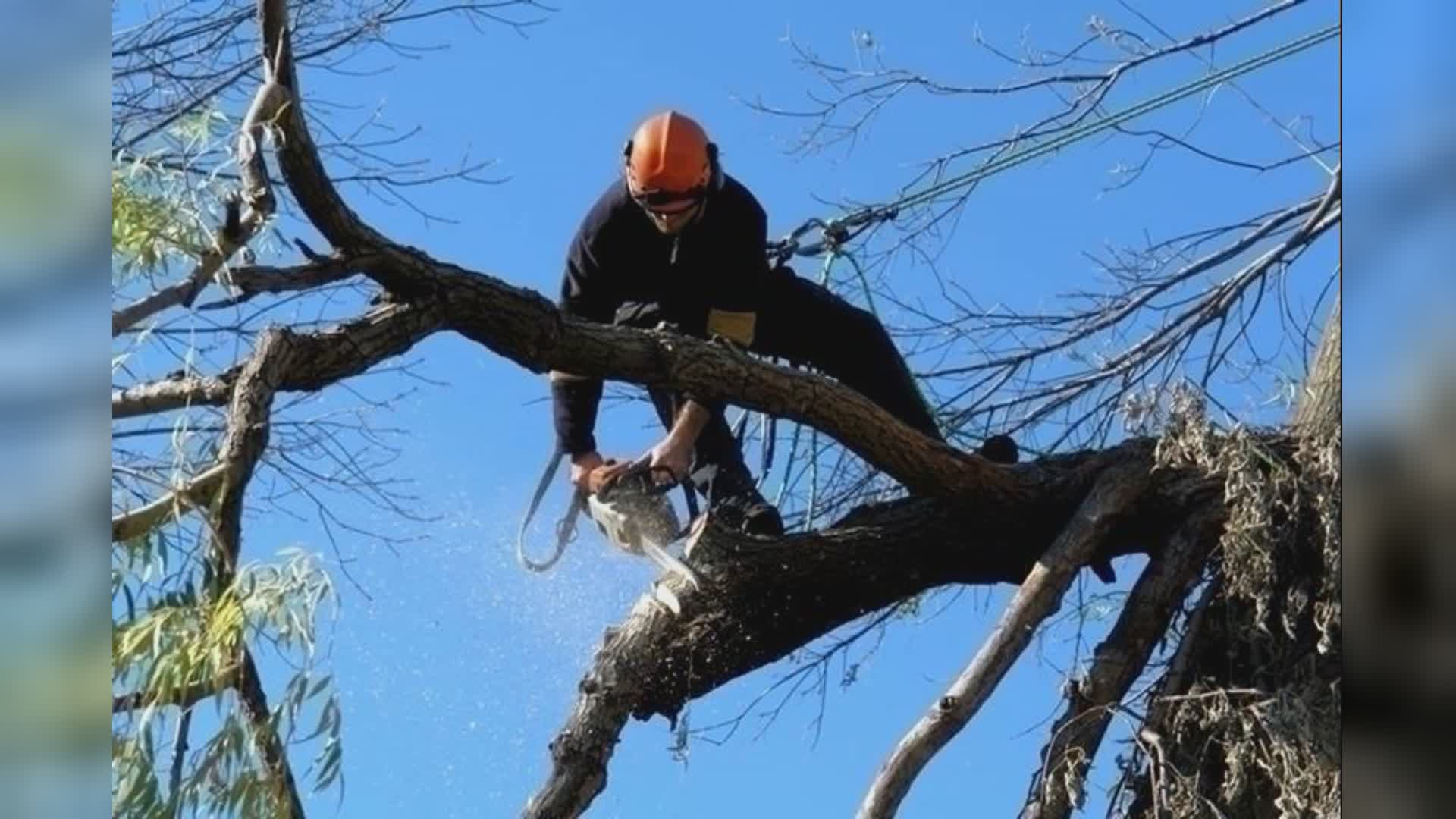 Rapallo, cade mentre pota un albero con la motosega: 46enne grave al San Martino