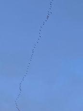 Sassello (Sv), lo spettacolare passaggio delle gru in anticipo di venti giorni