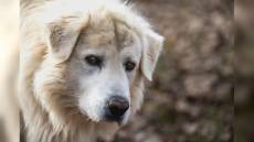 Genova, volontaria trasporta cani in auto e viene morsa da un pastore maremmano alla testa