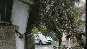 Maltempo a Genova, albero cade in viale Quartara e distrugge colonna