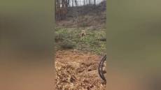 Sassello: appare un altro lupo, potrebbe essere quello preso a Bolzaneto e "trasferito", il caso finisce in Regione