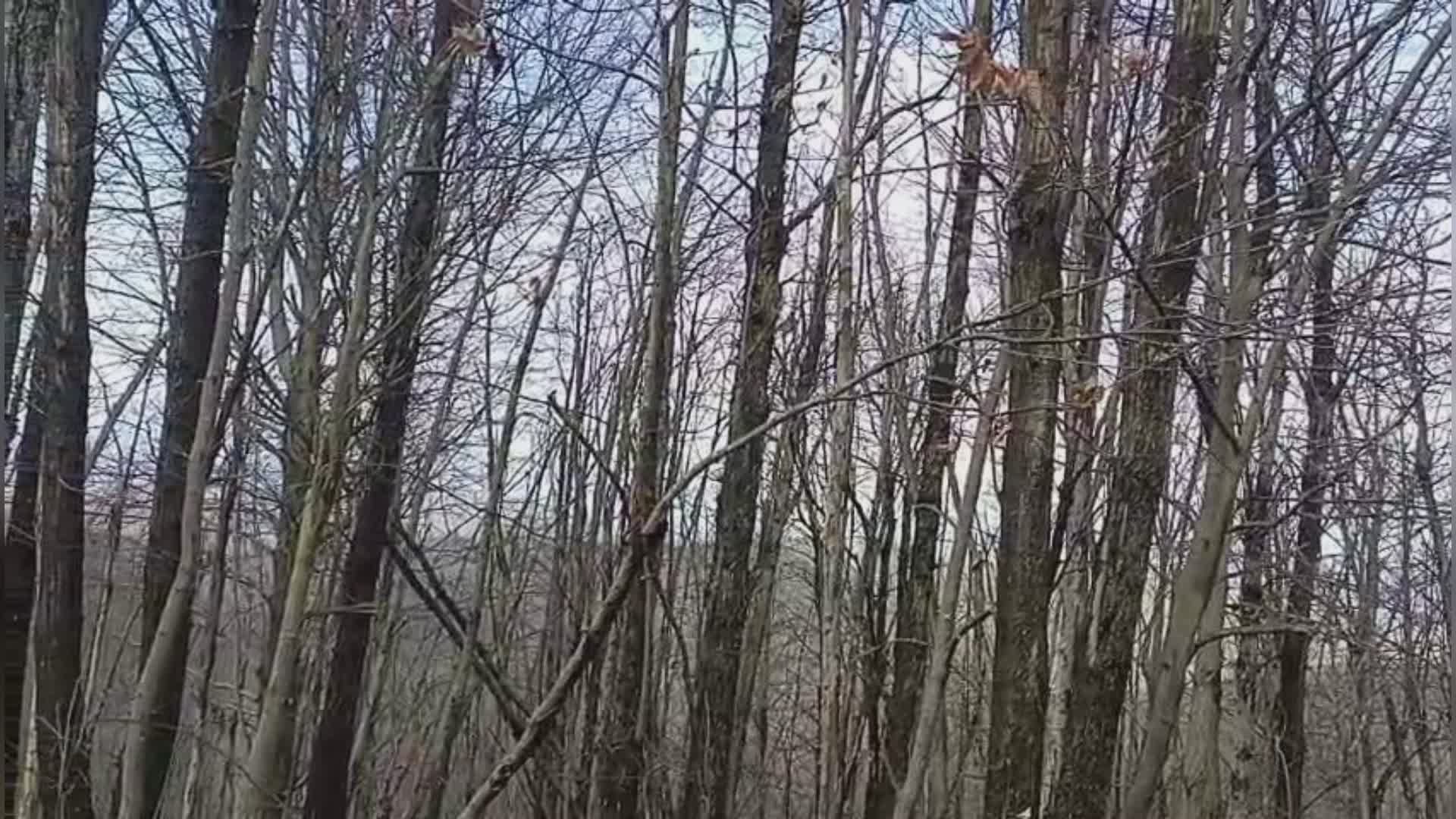 Savona: l'arcobaleno spunta tra gli alberi di un bosco dell'entroterra