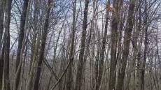 Savona: l'arcobaleno spunta tra gli alberi di un bosco dell'entroterra