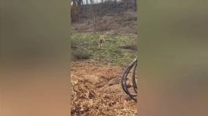 Sassello, attenti al lupo: l'animale col radiocollare arriva da Genova e vaga tra Sassello, Stella, Ellera e Albisola