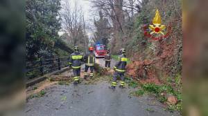 Genova, albero cade a Sestri Ponente: linea elettrica interrotta per qualche ora