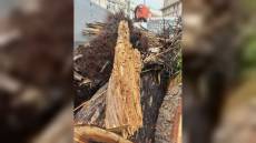 Genova: abbattuti tre cedri pericolanti presso Scalinata Borghese