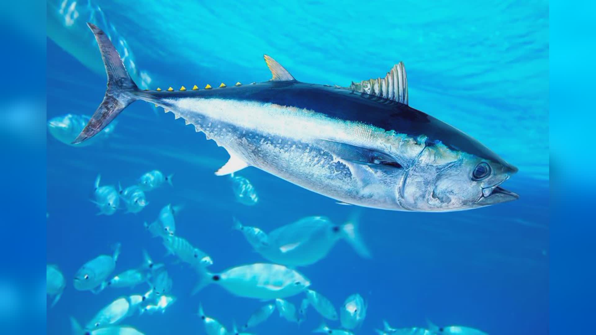 Liguria: pesca al tonno rosso, dal consiglio regionale appello al governo per semplificazione