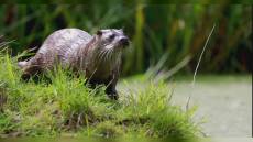 Liguria: la lontra torna sull'Appennino, un migliaio di esemplari censiti dal Wwf in tutta Italia