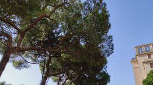 Genova, la proposta di Azione: "Serve un Garante del verde, del suolo e degli alberi"