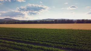 Liguria, sviluppo rurale: penultimo incontro tra Regione e Comuni per presentare le opportunità del nuovo CSR 2023-2027