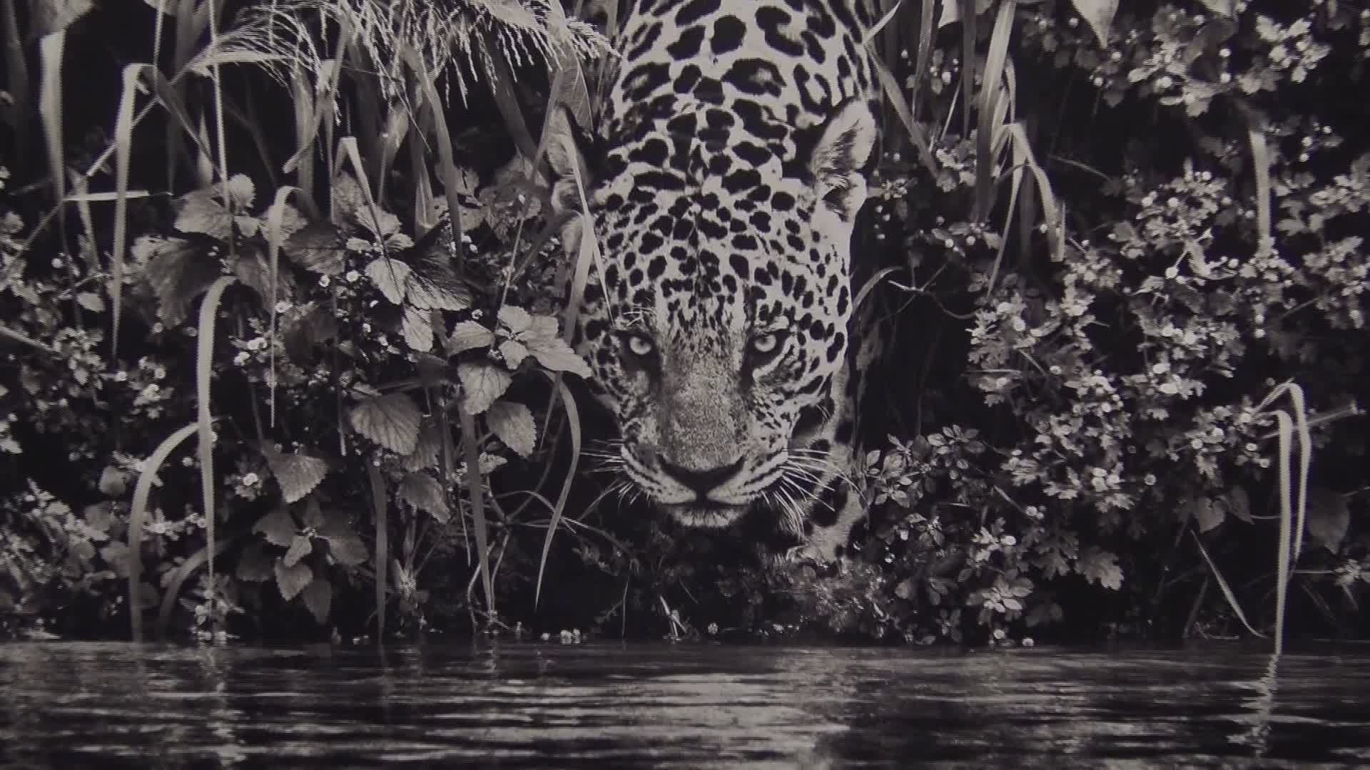 A Genova la mostra 'Aqua Mater' di Salgado: 42 foto per riflettere sulla crisi idrica del pianeta