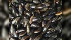 Portofino: "cozze sentinella" per monitorare lo stato di salute del mare