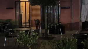 Portofino Days, cinghiale arriva sul blue carpet durante la premiazione 