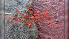 Genova, nuova diga: Acquario "ospiterà" specie marine protette durante i lavori di costruzione della struttura