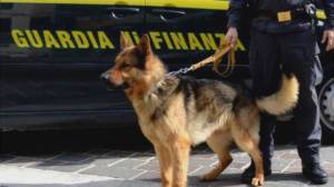 Ventimiglia: passa il confine con 61 kg di droga, scoperto dal fiuto del cane Kirk