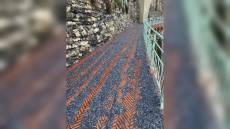 Genova: la passeggiata di Nervi invasa dalle velelle scagliate dalla mareggiata