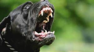 Genova: rottweiler aggredisce cagnolino e il suo padrone