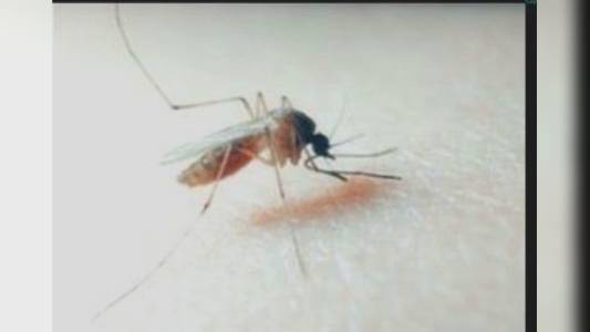 Genova: dengue, un caso al San Martino, è un giovane tornato dall'Argentina, già dimesso