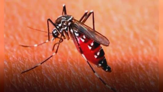 Dengue, Bassetti: "Lieve ma prevedibile aumento dei casi in Italia"