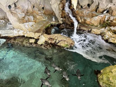 Benvenuti in Liguria all’Acquario di Genova:  dai pinguini al pranzo vegeteriano dei lamantini 