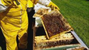 Liguria: vespa killer, ecco le "arpe elettriche" per salvare le api