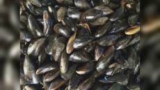 La Spezia: vendevano ostriche e mitili non depurati, sei denunciati