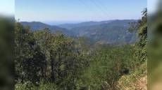 Liguria, verde urbano, Candia (Lista Sansa): "Un albero per ogni nuovo nato, troppi Comuni inadempienti"