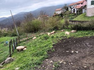 Ronco Scrivia: nuovo attacco del lupo, uccise 11 pecore in mezzo alle case della Banchetta 