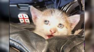 Genova, gattino incastrato in un motorino: salvato (e adottato) da un agente della polizia locale