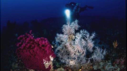 Genova, Amici dell'Acquario: alla scoperta delle foreste sottomarine del Mar Ligure