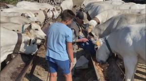 Allarme lupi a Fraconalto, sterminato un gregge di 16 pecore, l'allevatore Fiaccone: "Vivo nel terrore per le mie vacche"