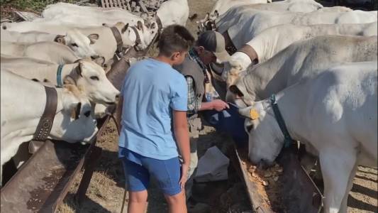 Fraconalto, allarme lupi, attaccate e uccise 16 pecore, l'allevatore Giaroli: "Vivo nel terrore per le mie vacche"