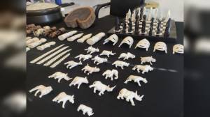 La Spezia: avorio, sequestrati in porto oggetti d'arte africana fatti con zanne di elefante e protetti da vincolo