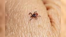 Imperia, bimba punta all'orecchio da una zecca nel parco urbano: l'Asl 1 chiede di disinfettare l'area