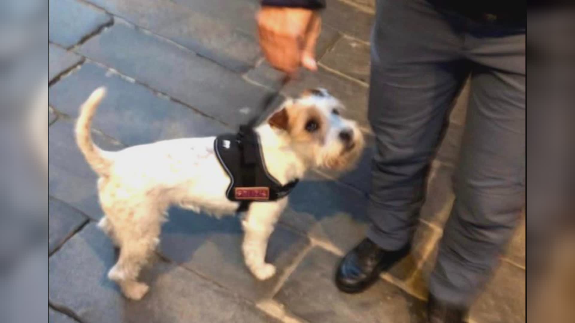 Genova, centro storico, operazione alto impatto: 703 persone controllate, 2 arresti, 18 denunce, sequestrata droga